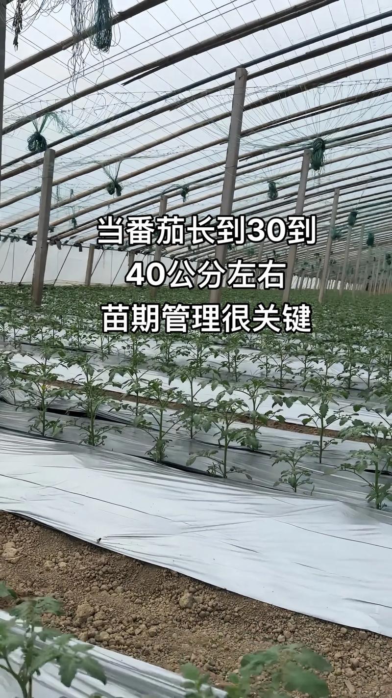 西红柿的苗期管理技术-图3