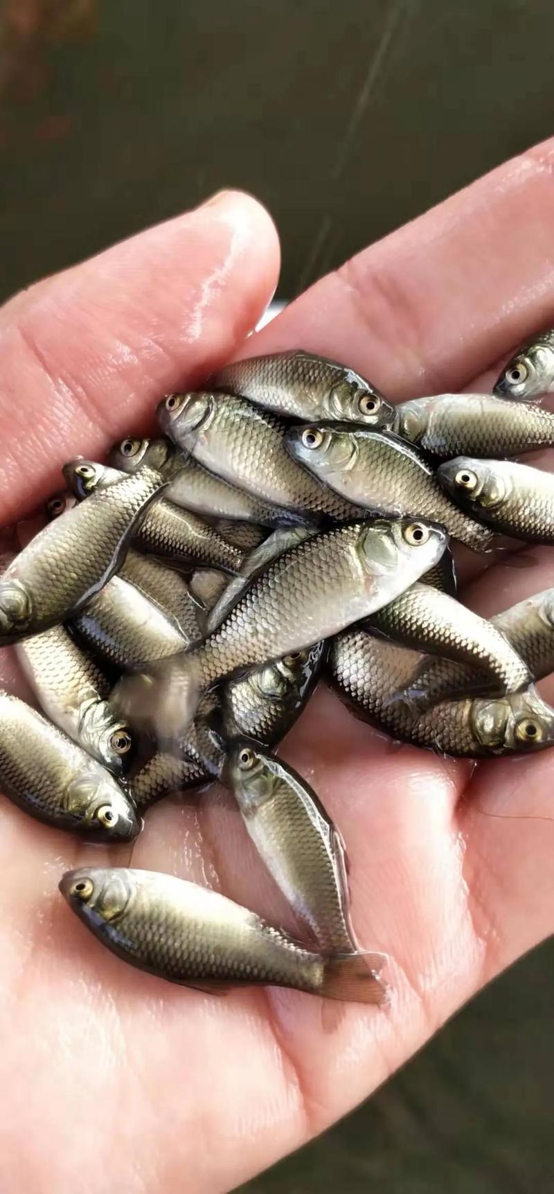 我市水产调研鱼苗品种-图1