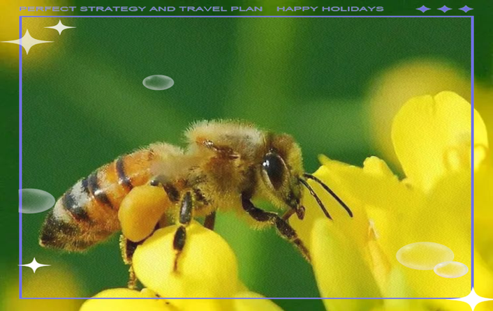 中华蜜蜂养殖管理技术-图2