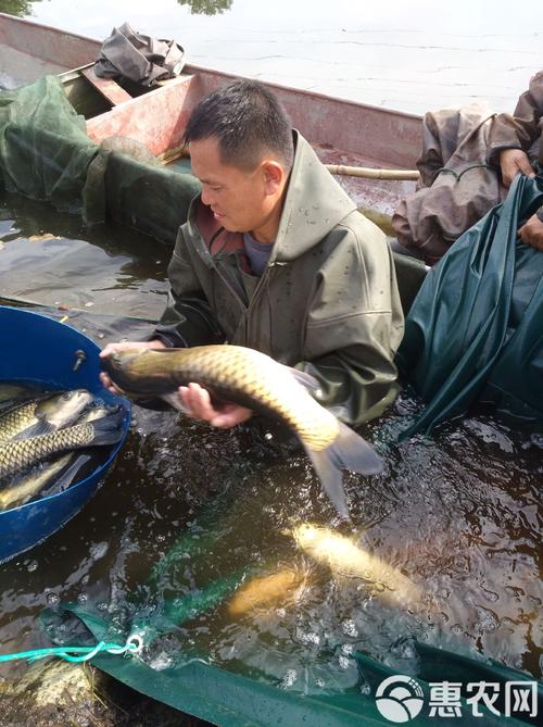 冬季草鱼怎么养？技术视频看这里！-图2