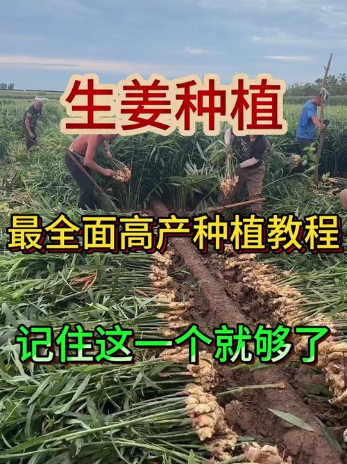 生姜种植技术视频，新手必看关键点？-图1