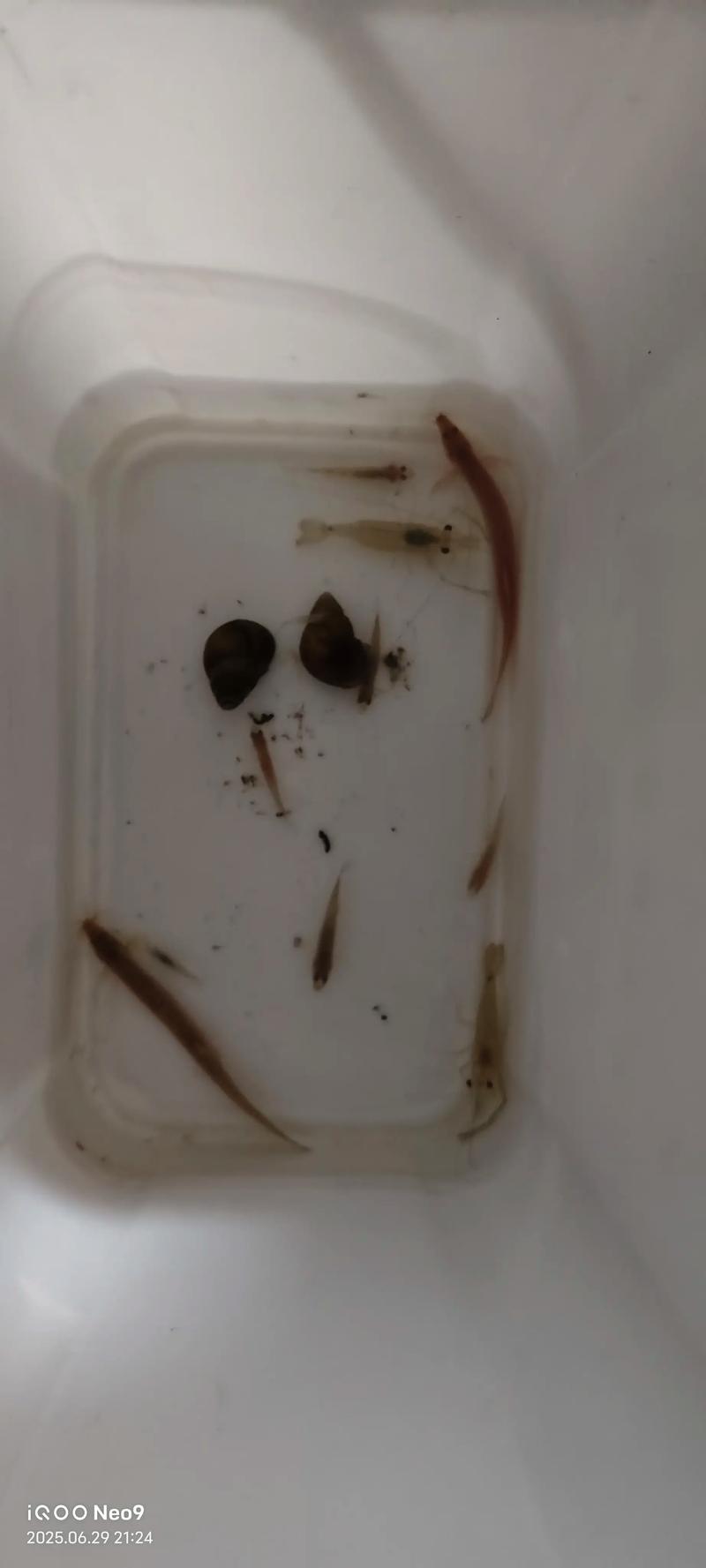 田螺龙虾泥鳅混养，如何协调共生与提高效益？-图3