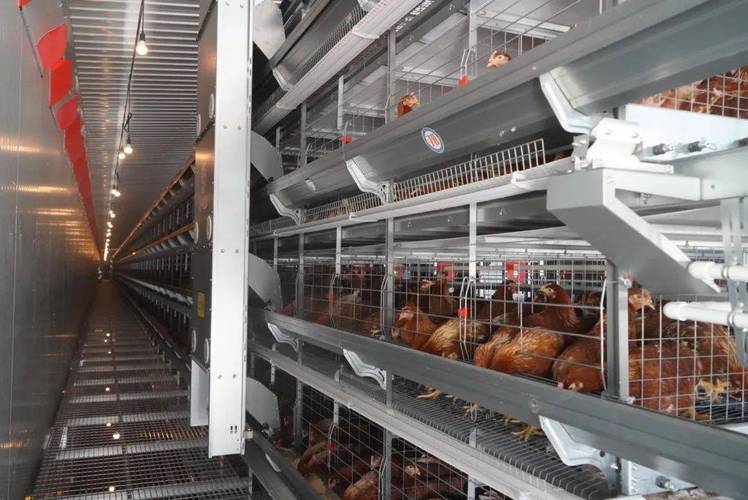 河南种鸡养殖技术基地有何核心技术？-图3