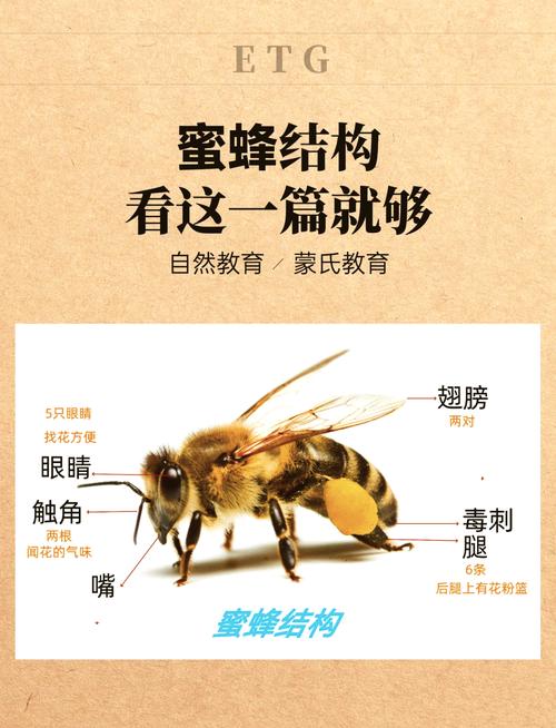 蜜蜂养殖技术200问，核心要点有哪些？-图3