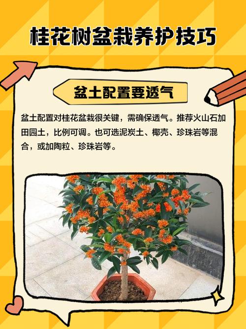 盆栽桂花怎么修剪？图片技巧有哪些？-图1