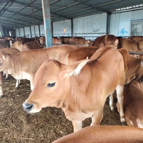 国内常见肉牛品种有哪些？-图3