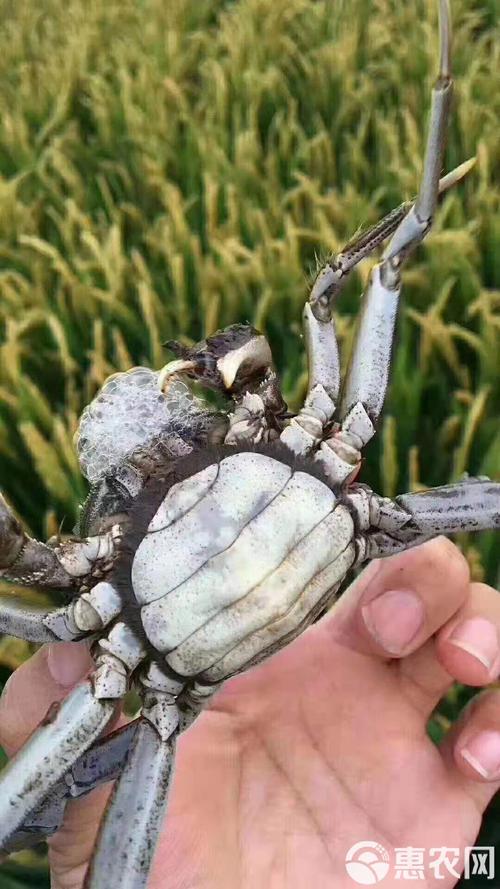 盘锦河蟹最新价格多少钱一斤？-图3