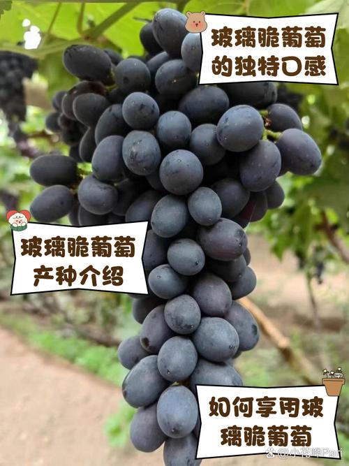 葡萄哪些品种容易裂果-图1