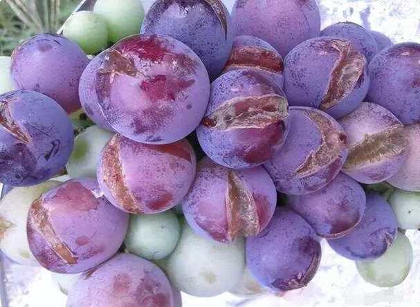 葡萄哪些品种容易裂果-图3