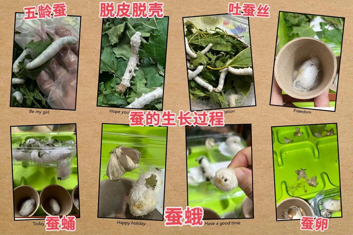 养蚕技术全集视频有哪些核心要点？-图1