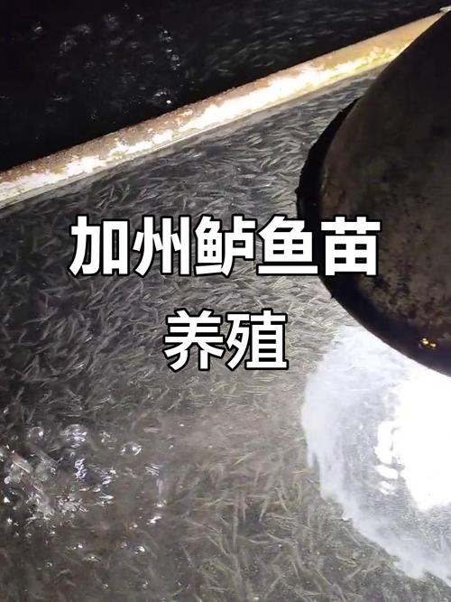 加州鲈鱼养殖技术要点有哪些关键？-图2