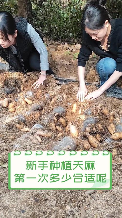 天麻种植技术视频全集，如何学会？-图1