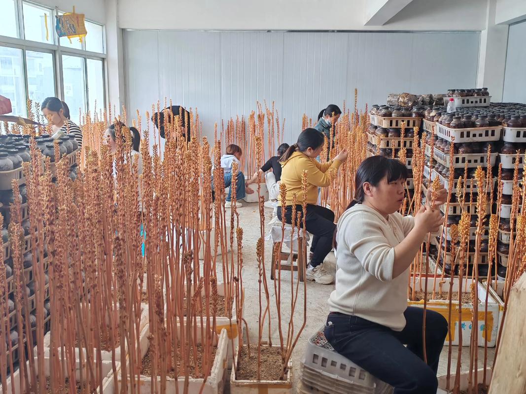 天麻种植技术视频全集，如何学会？-图2