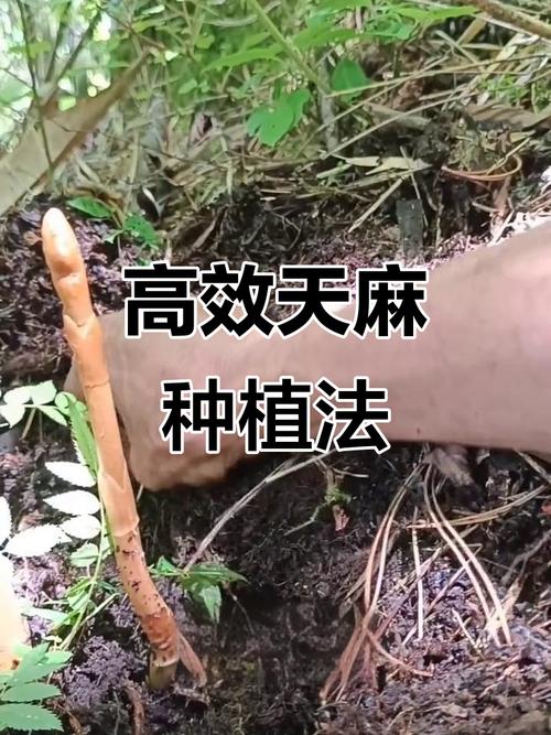 天麻种植技术视频全集，如何学会？-图3