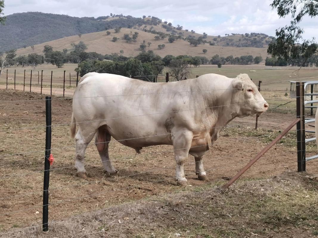 肉牛品种有哪些？附图片看这里。-图2