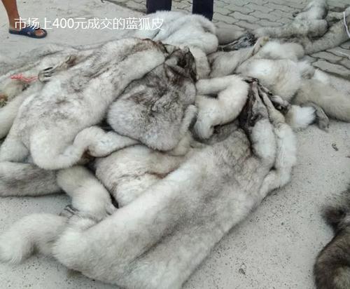 乐亭皮毛价格最新行情如何？-图2