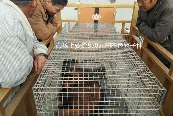 乐亭皮毛价格最新行情如何？-图3