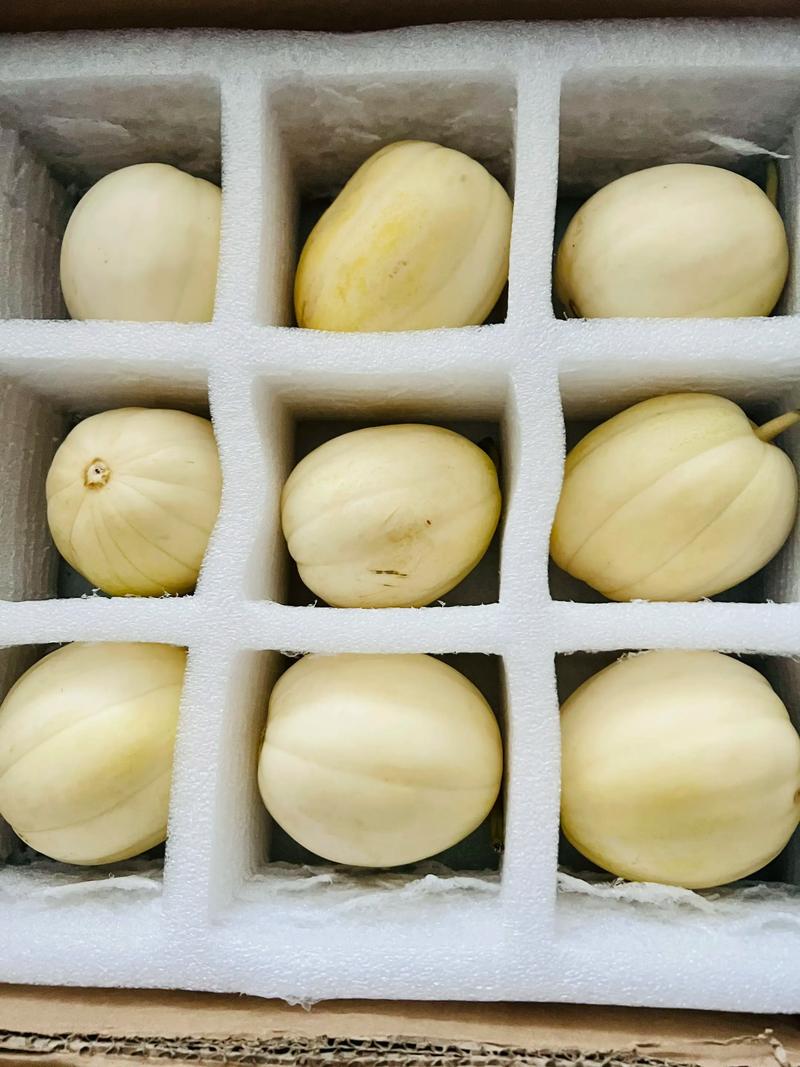 东北香瓜哪个品种最香甜？-图1