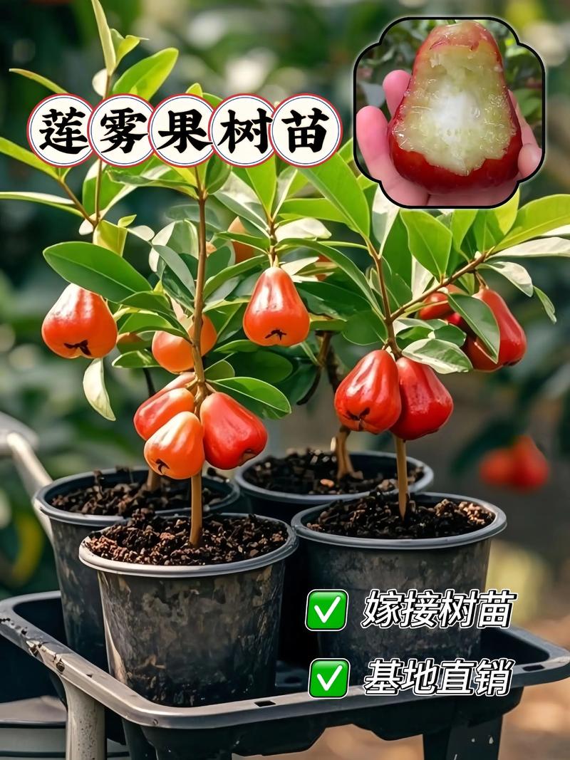 海南莲雾视频种植技术-图1