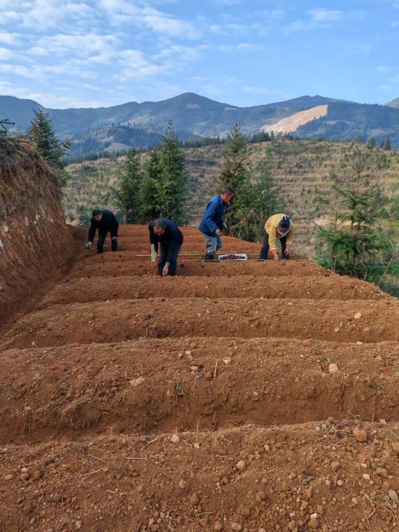 白芍种植技术视频下载-图2