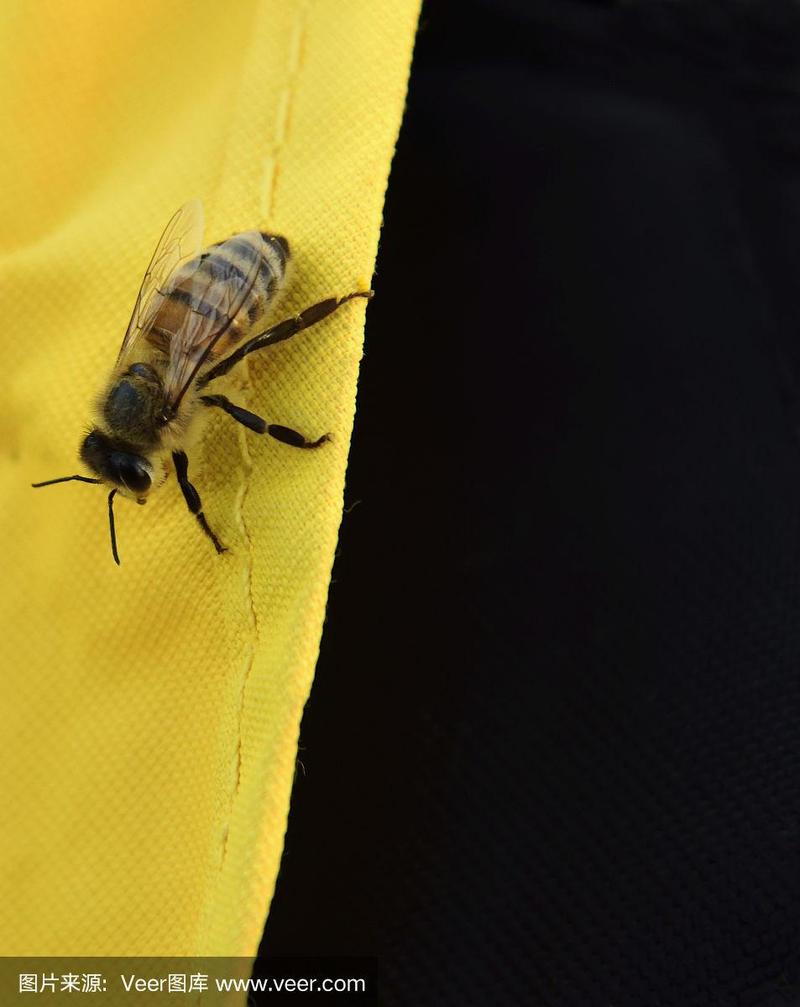 黑色蜜蜂有哪些品种？-图2