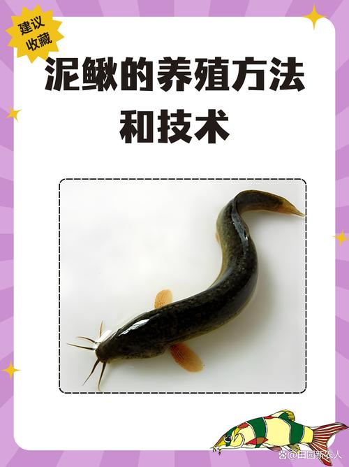 无土泥鳅高产养殖技术要点有哪些？-图1