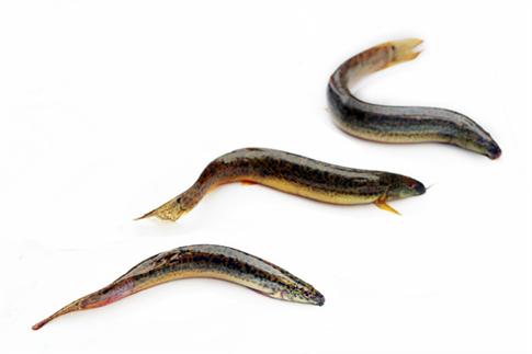 无土泥鳅高产养殖技术要点有哪些？-图2