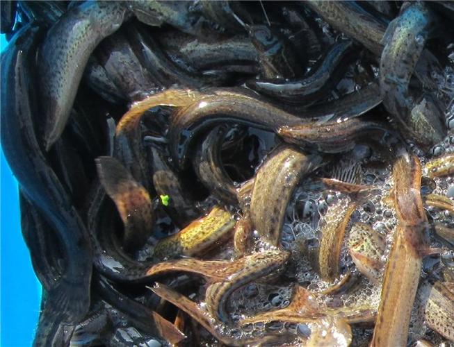 无土泥鳅高产养殖技术要点有哪些？-图3