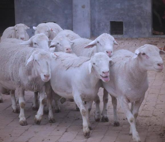 羊的品种 山羊 绵羊-图2