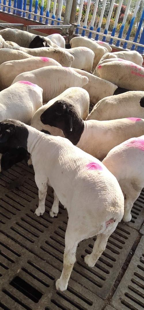 羊的品种 山羊 绵羊-图3