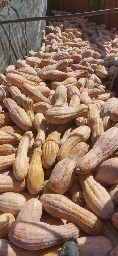 南瓜品种有哪些？看图识品种！-图3