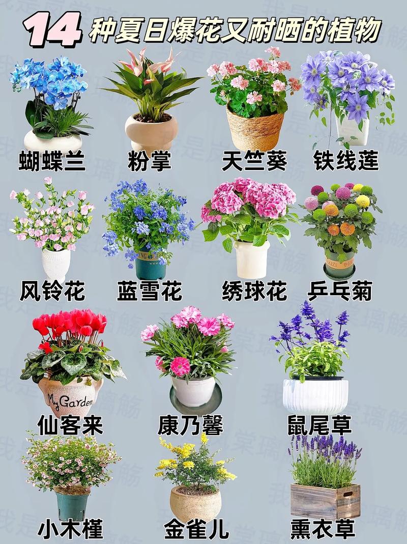 植物花朵品种大全图片有哪些常见种类？-图1
