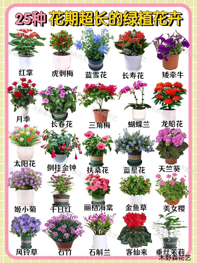 植物花朵品种大全图片有哪些常见种类？-图2