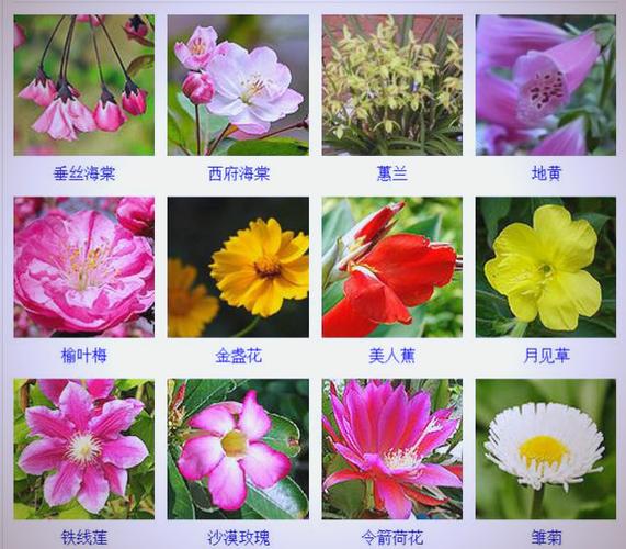 植物花朵品种大全图片有哪些常见种类？-图3