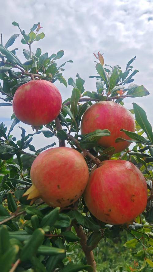 石榴常见品种图片大全-图3