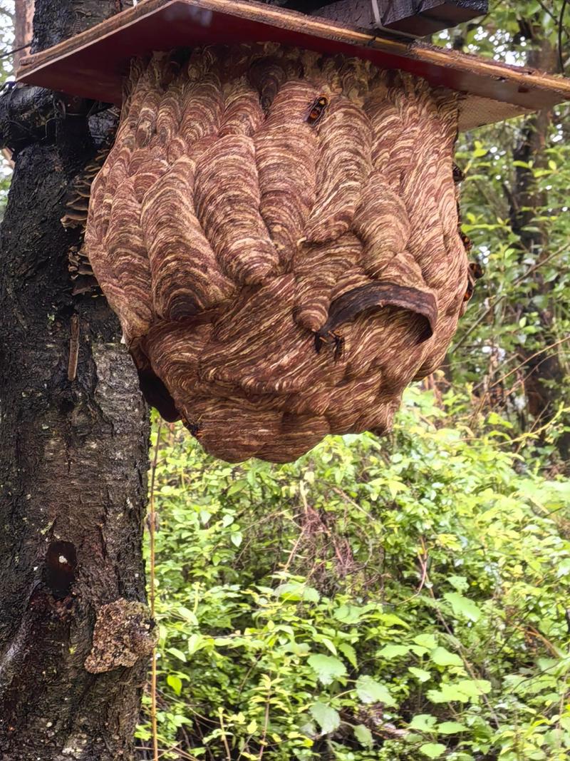 胡蜂越冬养殖技术视频有哪些要点?-图1 胡蜂越冬养殖技术视频有哪些要点?-图1