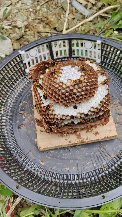 胡蜂越冬养殖技术视频有哪些要点?-图2 胡蜂越冬养殖技术视频有哪些要点?-图2