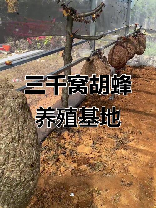 胡蜂越冬养殖技术视频有哪些要点?-图3 胡蜂越冬养殖技术视频有哪些要点?-图3