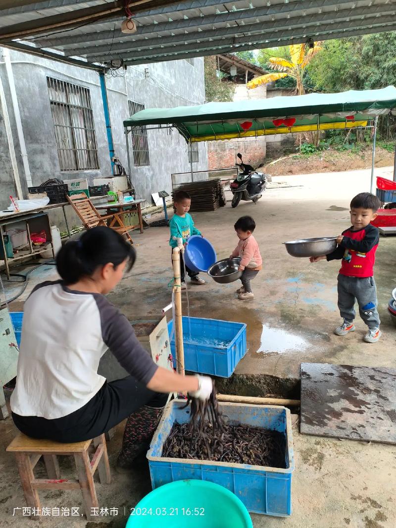 养殖蚯蚓晒干技术有哪些关键步骤？-图1