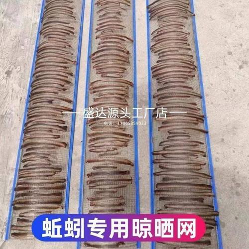 养殖蚯蚓晒干技术有哪些关键步骤？-图2