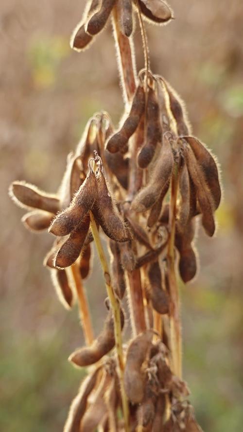 黄豆成熟最快品种是哪个？-图1
