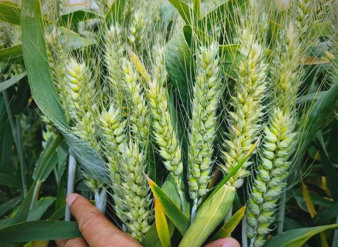 哪些小麦品种属于强劲类型？-图1