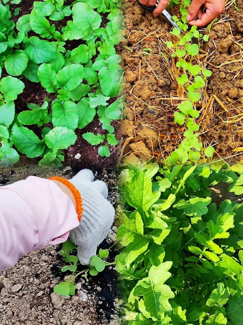 早春萝卜种植视频有哪些关键技术？-图2