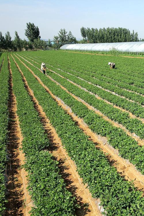 花生种植管理技术视频有哪些要点？-图2