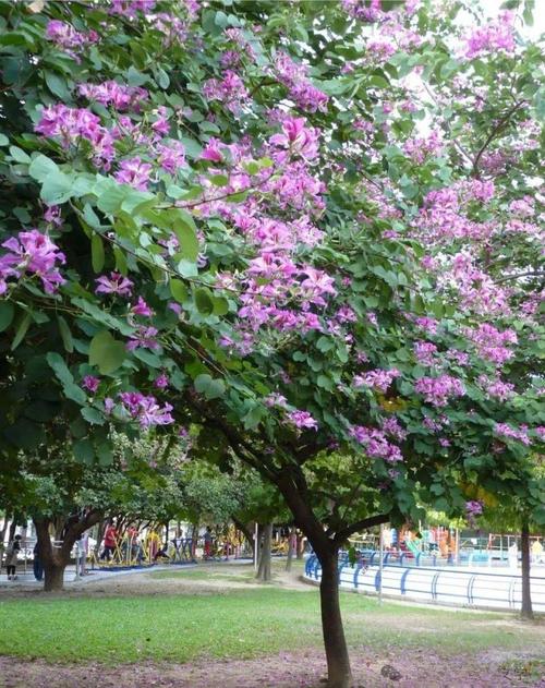 想看乔木品种图片大全？有哪些常见种类？-图3