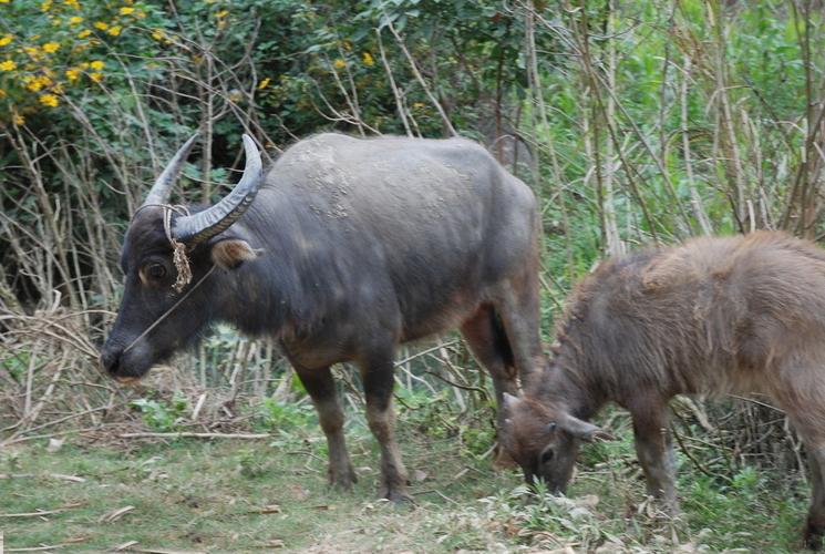 广西杂交改良水牛品种有何优势？-图1