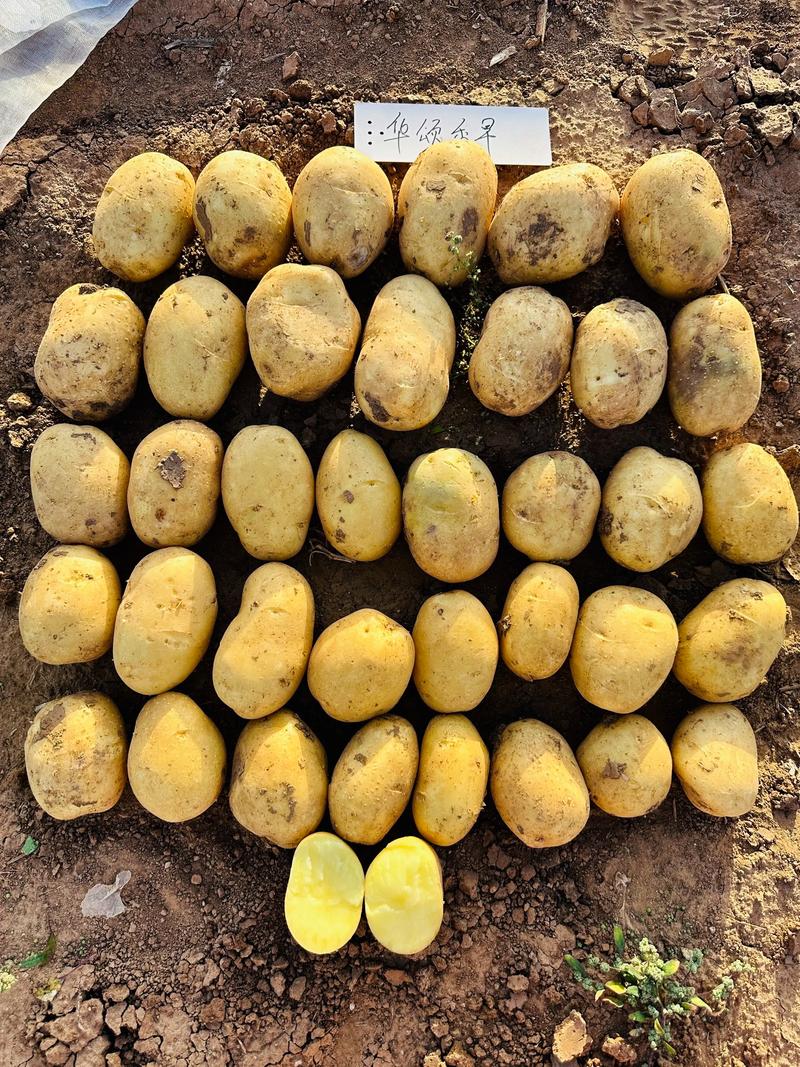马铃薯哪个品种最畅销？-图1