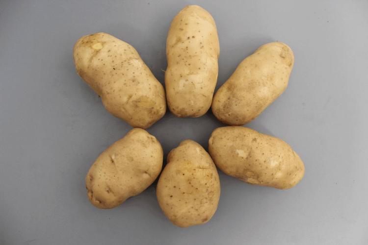 马铃薯哪个品种最畅销？-图3