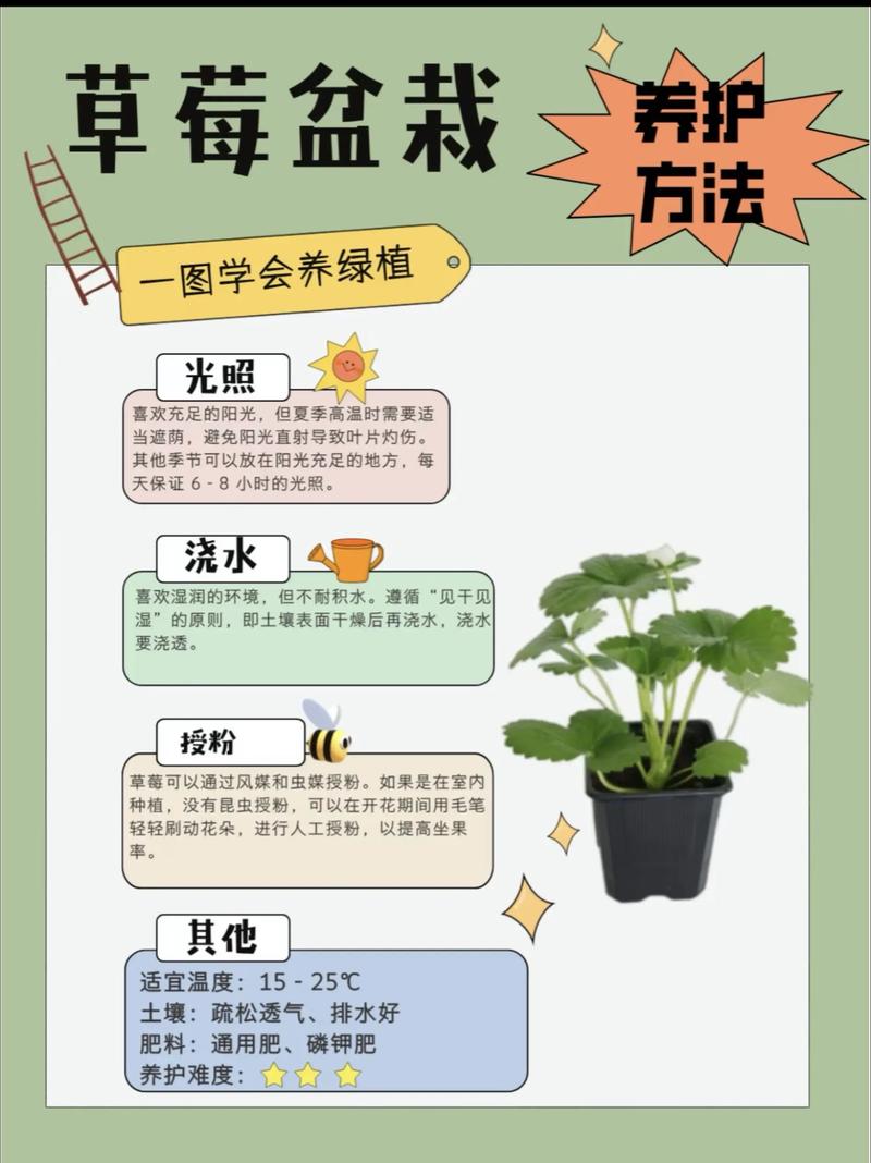 草莓家庭种植视频，新手能学会吗？-图2