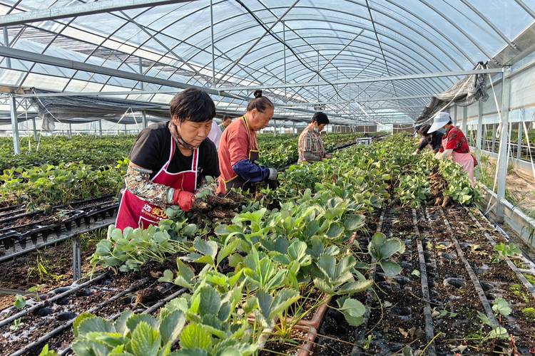 草莓家庭种植视频，新手能学会吗？-图3